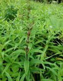 Gentiana axillariflora