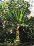 Encephalartos laurentianus