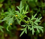 Bidens parviflora