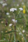 Achillea apiculata. Верхушка цветущего растения. Мурманская обл., п-в Рыбачий, побережье Большой Волоковой губы севернее м. Коровий, разнотравный приморский луг. 28.07.2020.