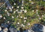 Antennaria dioica