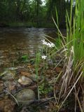 Saxifraga radiata. Цветущее и плодоносящее растение среди Beckmannia syzigachne. Магаданская обл., Ольский р-н, окр. пгт Ола, бассейн р. Ола, р. Угликан, галечник. 16.07.2021.