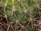 род Echinopsis. Фрагмент поверхности побега. Израиль, Шарон, г. Тель-Авив, ботанический сад \"Сад кактусов\". 15.07.2018.