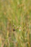 Bolboschoenus maritimus