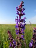 Salvia tesquicola