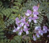 Vicia sylvatica. Соцветие. Пермский край, Оханский р-н, Тулумбаихинское сельское поселение, Кунчурихинский бор, пойма ручья, слабо задернованный крутой склон. 17.09.2023.