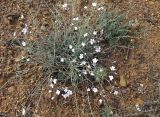 Gypsophila patrinii