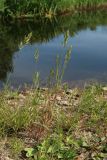 Bromus hordeaceus