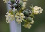 Ricinus communis