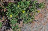 genus Potentilla