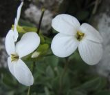 Arabis caucasica. Цветки. Южный берег Крыма, Артек, Пушкинская скала. 08.04.2007.