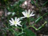 Cephalorrhynchus tuberosus. Соцветия. Крым, Байдарская долина, овраг Деймень-Дере, буково-грабовый лес. 19.06.2010.