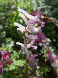 Corydalis caucasica