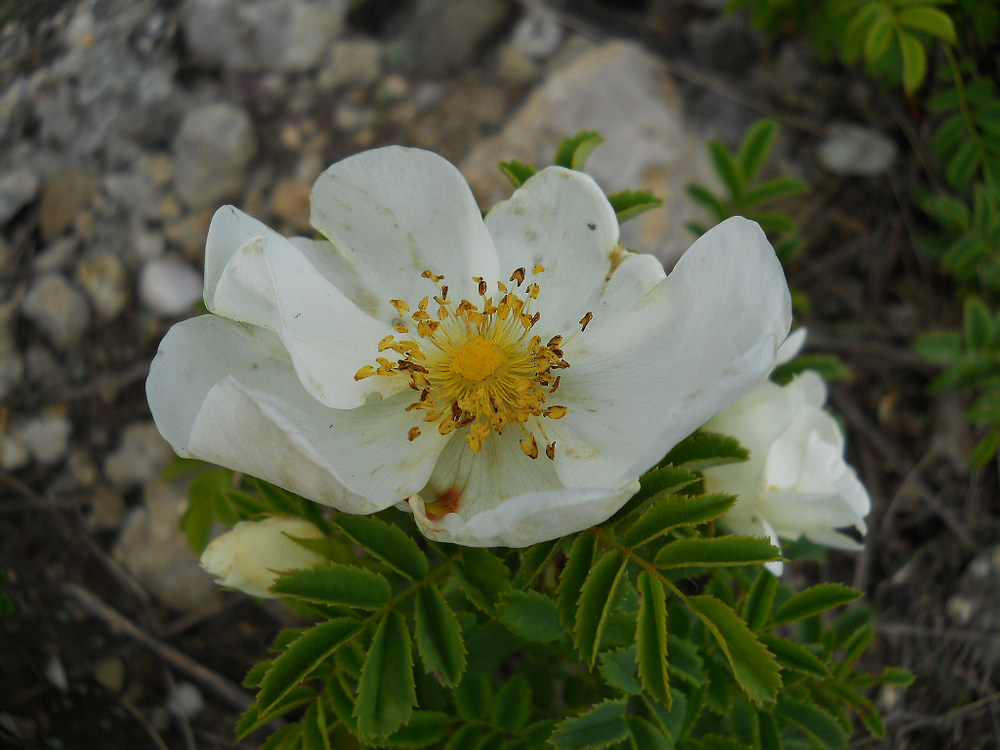 Изображение особи Rosa spinosissima.