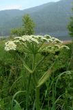 Heracleum dissectum