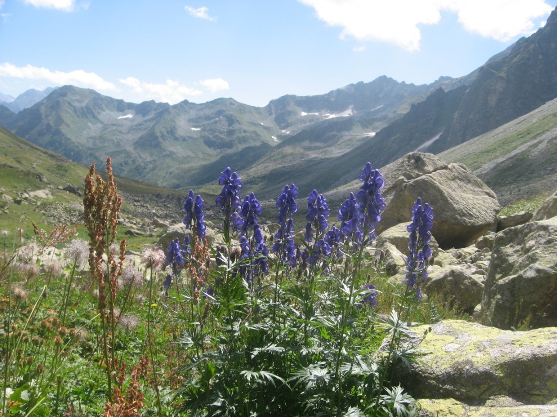 Изображение особи Aconitum nasutum.