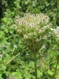 Daucus carota