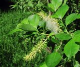 Salix jenisseensis. Верхушка ветви с соплодиями. Архангельская обл., Пинежский р-н, окр. Пинежского заповедника, берег р. Пинега. 21.06.2013.