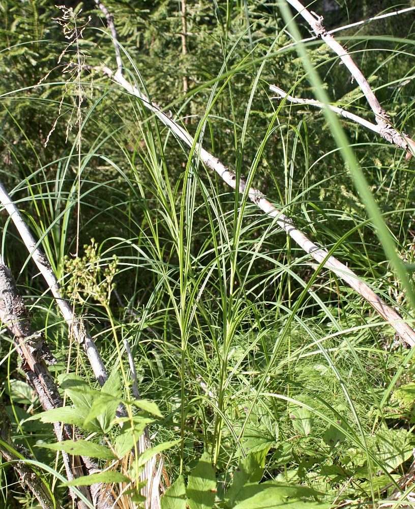 Изображение особи Carex atherodes.