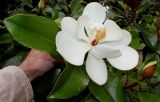 Magnolia grandiflora. Цветок ('Brackens Brown Beauty'). Германия, г. Дюссельдорф, Ботанический сад университета. 14.08.2013.