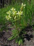 Pedicularis sibirica. Цветущее растение. Респ. Хакасия, Бейский р-н, р. Уй, южный разнотравный склон. 04.06.2012.
