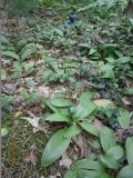 Clintonia borealis