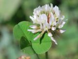 Trifolium repens