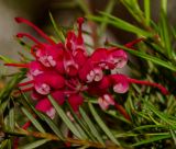 Grevillea rosmarinifolia. Соцветие. Израиль, Шарон, пос. Кфар Шмариягу, сквер, в культуре. 17.03.2014.