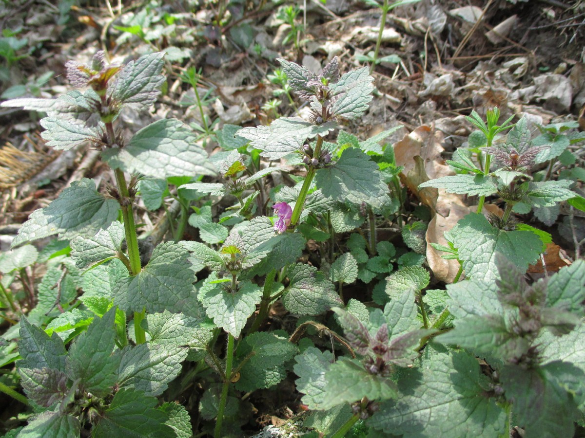 Изображение особи Lamium maculatum.