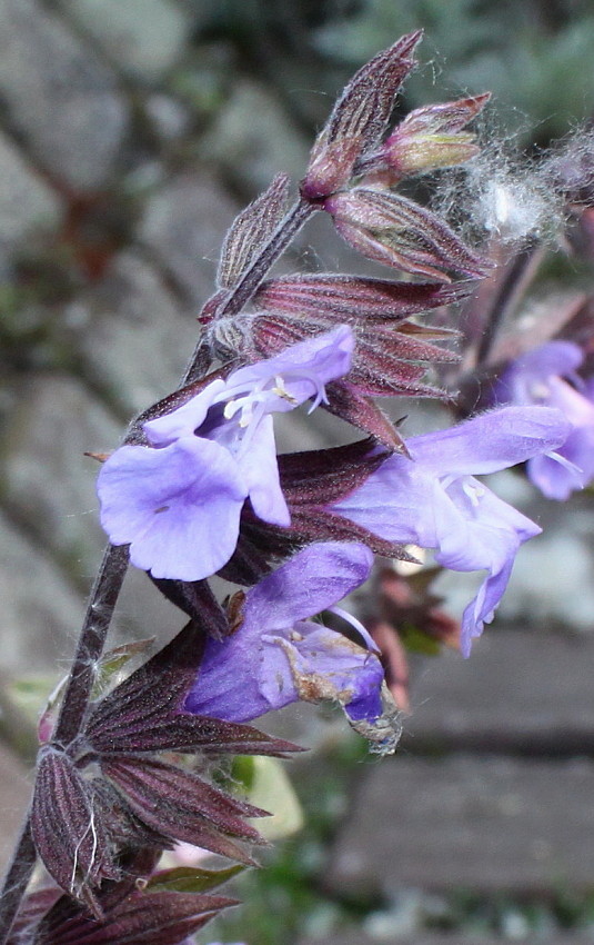 Изображение особи Salvia tomentosa.