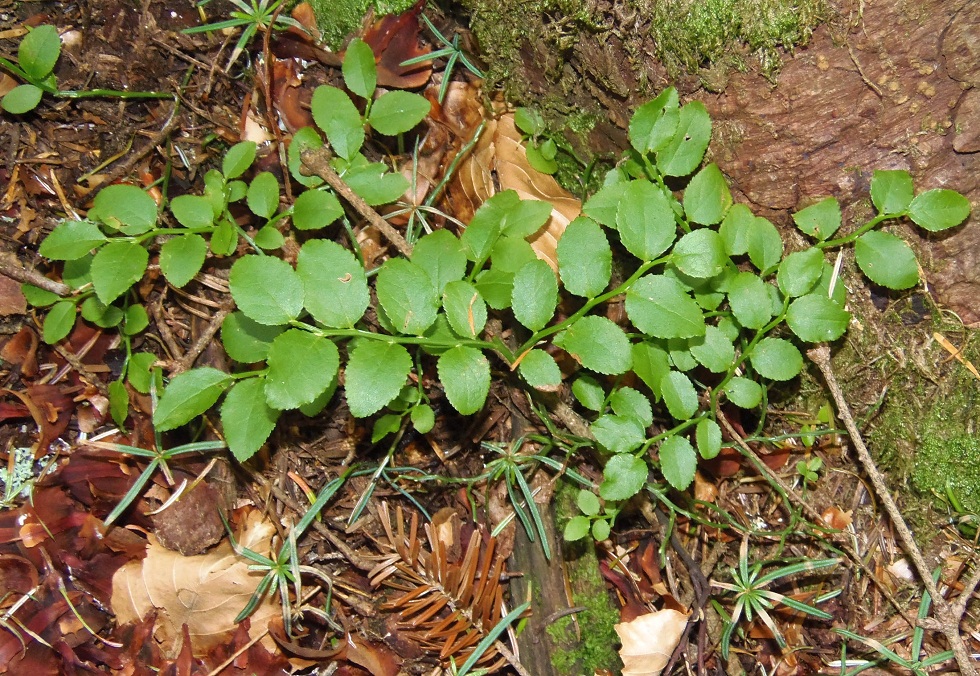 Изображение особи Vaccinium myrtillus.