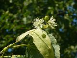 Tilia sibirica