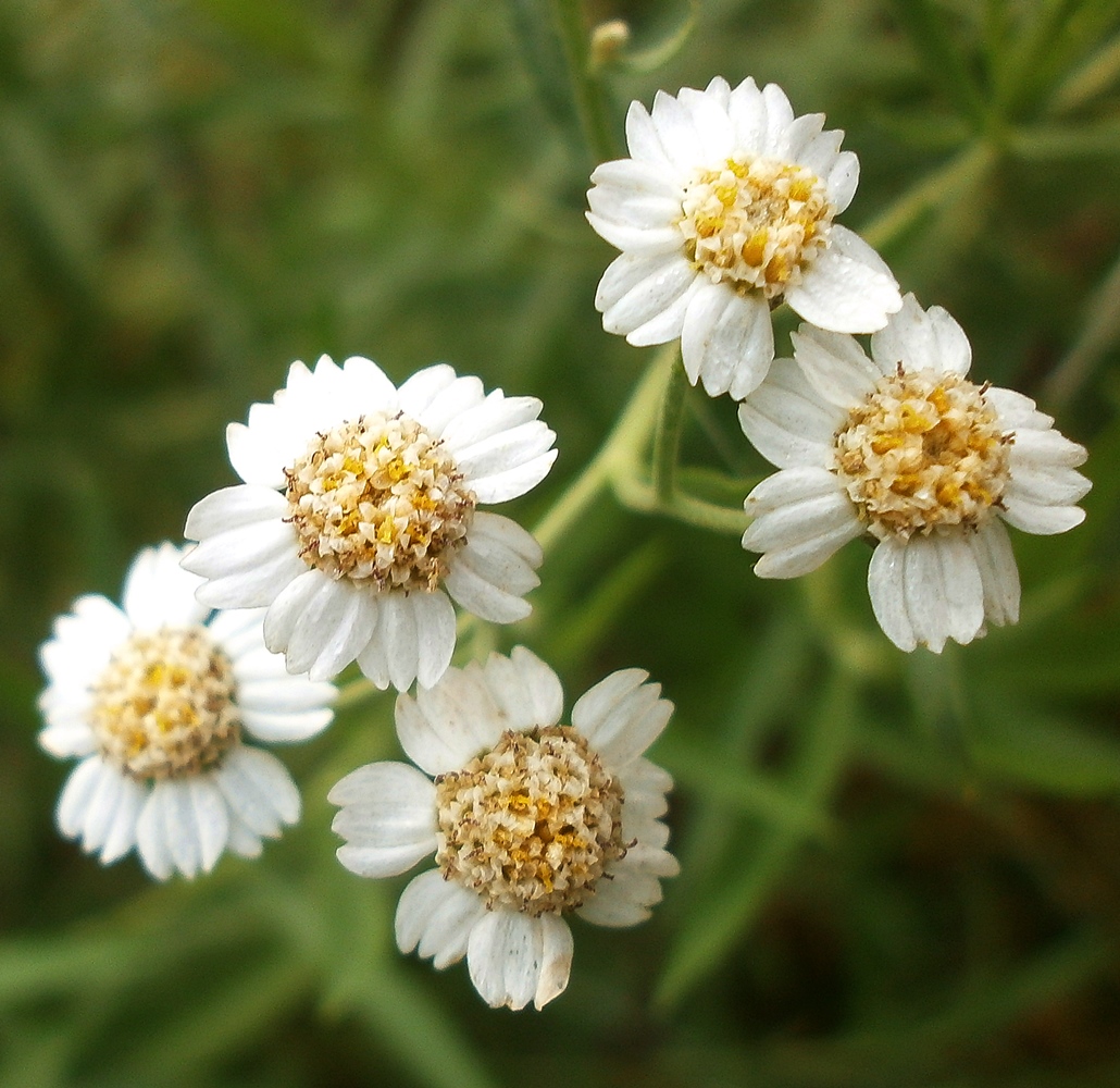 Изображение особи Achillea salicifolia.