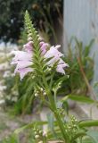 Physostegia virginiana