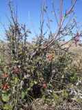 Cotoneaster integerrimus