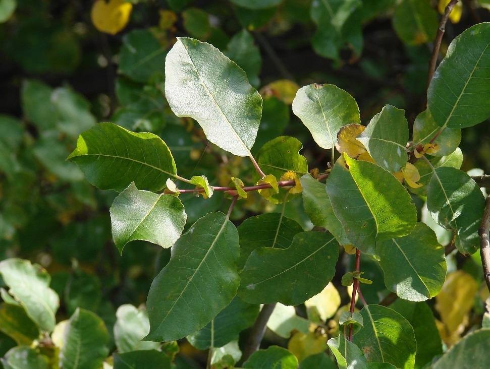 Изображение особи Salix pyrolifolia.