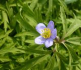 Anemone caerulea