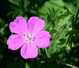 Geranium sanguineum. Цветок. Украина, Херсонская обл., Голопристанский р-н, о-в Тендровская Коса, северо-западная часть. 27 мая 2007 г.