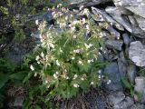 Geranium krylovii