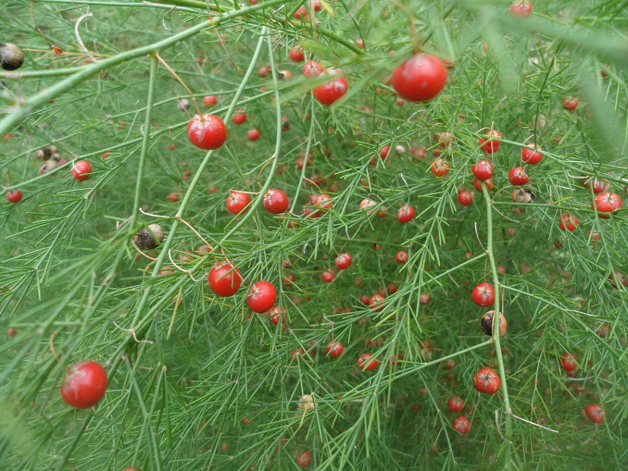 Изображение особи Asparagus officinalis.