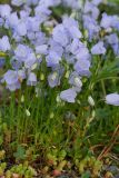 Campanula cochleariifolia