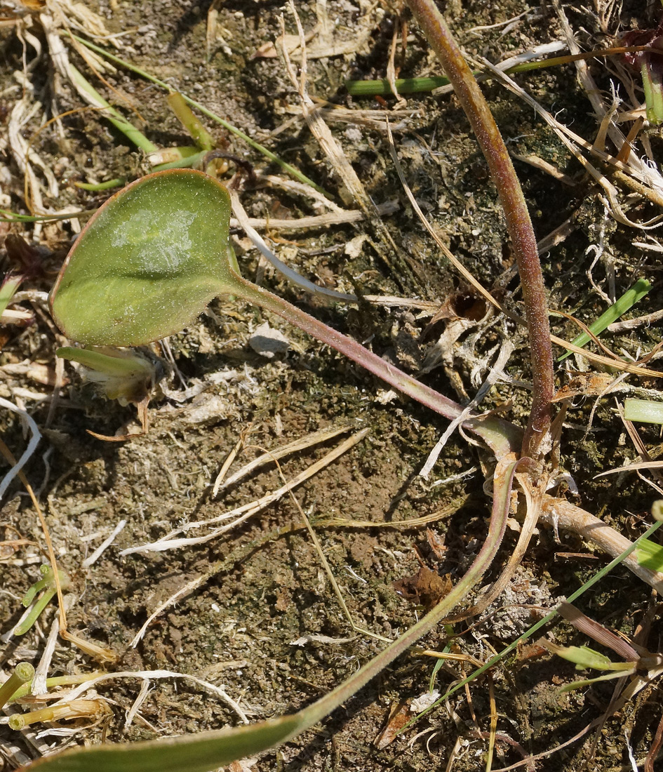 Изображение особи Lepidium cartilagineum.