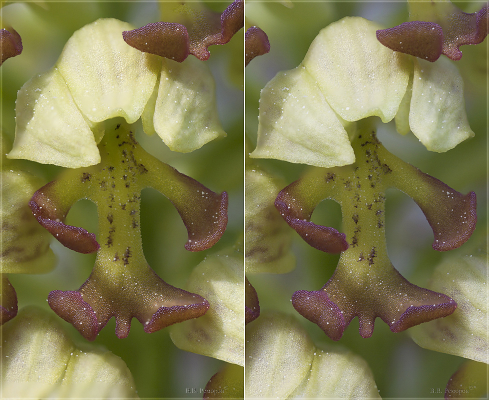 Изображение особи Orchis punctulata.