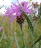 Centaurea jacea. Верхушки побегов с распустившимся и развивающимся соцветиями. Пензенская обл., Каменский р-н, окр. с. Владыкино, луг на склоне правого берега р. Малый Атмис, между \"Владыкинским\" и \"Абалдуевским\" лесами. 10 августа 2016 г.