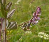 Lathyrus pisiformis. Соцветие и часть стебля с листом. Пермский край, Ординский р-н, окр. с. Карьево, долина р. Ирень, луг. 22 июля 2017 г.