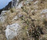 Echinops ruthenicus. Отцветающее растение. Крым, городской округ Ялта, Ай-Петринская яйла, обрывистый, каменистый склон. 14.08.2017.