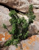 Ribes pulchellum. Вегетирующее растение. Монголия, аймак Туве, окр. г. Эрдэнэсант, ≈ 1400 м н.у.м., расщелина в скале. 01.06.2017.