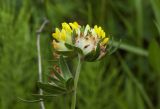 Anthyllis macrocephala