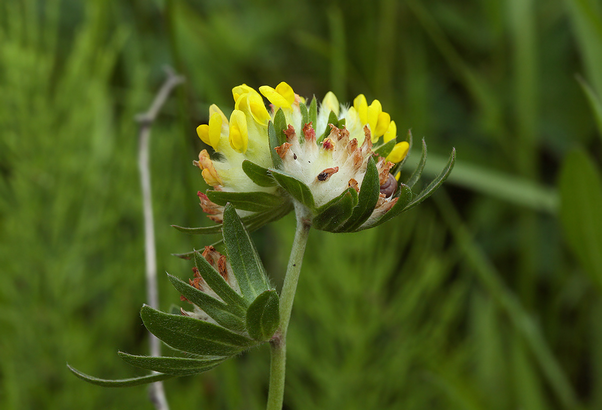 Изображение особи Anthyllis macrocephala.