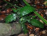 Anisophyllea disticha